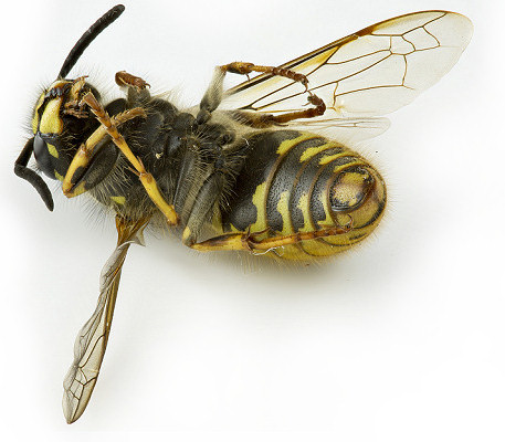 Dead wasp after NOWASP treatment