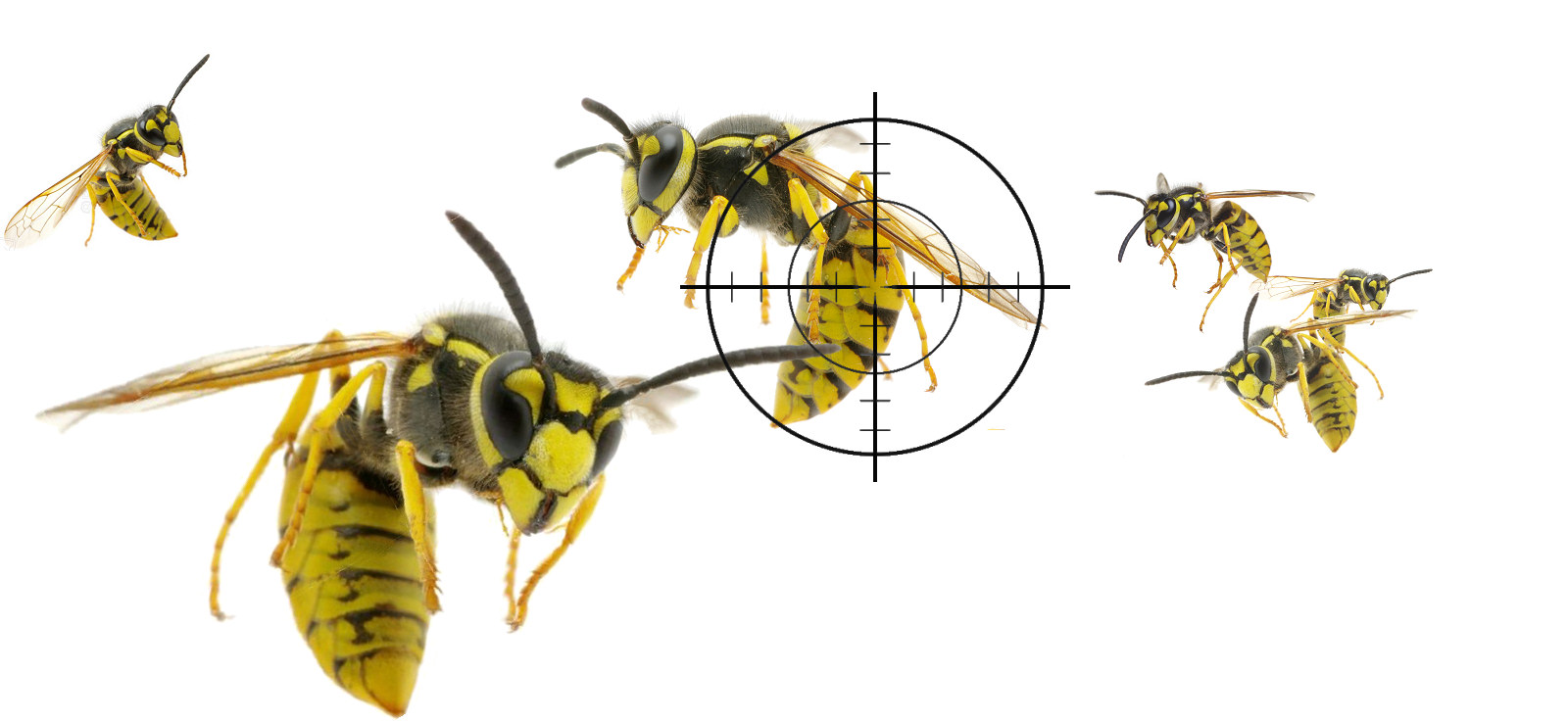 Targeting wasps for extermination in South Wales