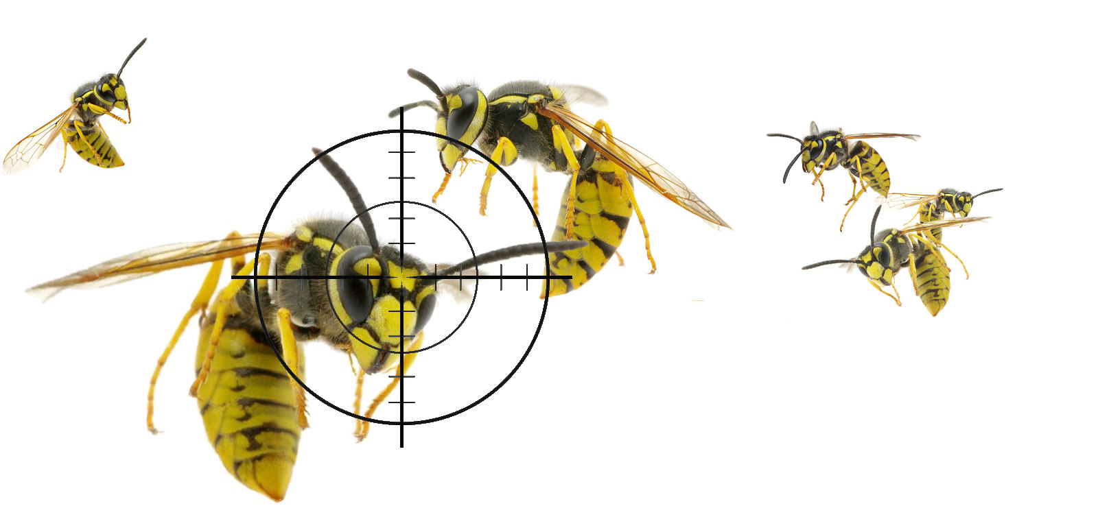 Wasps targeted for eradication and control