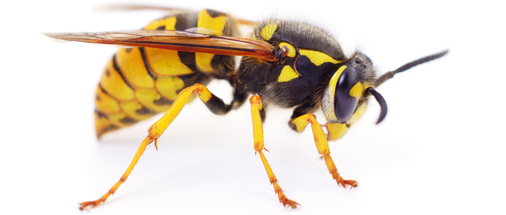 Wasps targeted for pest control in Herefordshire or South Wales